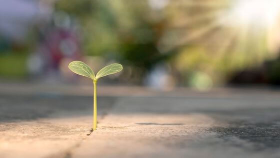 small sprout breaking through concrete healing path spiritual blog