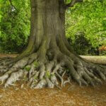 tree root system ancestral healing revoking contracts Josephine Hardman