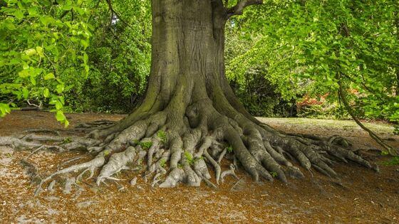 tree root system ancestral healing revoking contracts Josephine Hardman