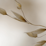 Josephine hardman Akashic Records healing weekly seeker