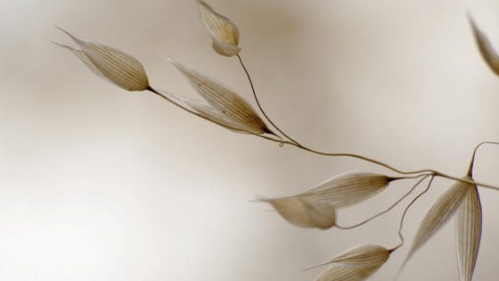 Josephine hardman Akashic Records healing weekly seeker