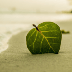 josephine hardman akashic records healing