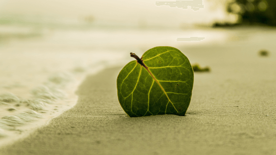 josephine hardman akashic records healing