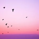 Josephine Hardman akashic records healing