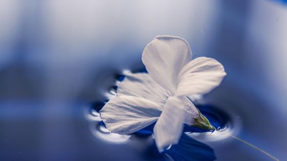 spiritual healing inner peace detachment